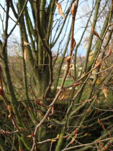 Carpinus betulus rameau